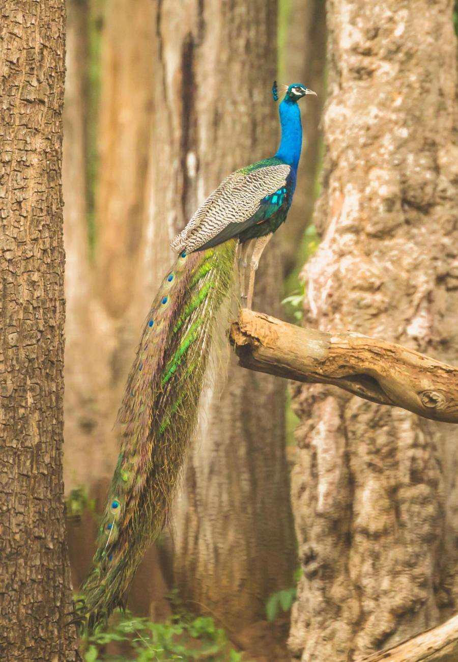 Coorg trip from Bangalore